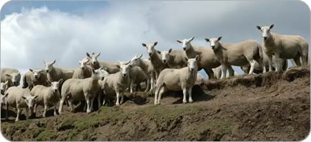 Cheviot ewes.