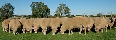 Rams sold at last autumn's sales. 