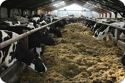 The milking cows feeding on first cut silage made with high sugar grasses.