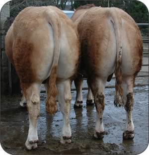 Blonde Aquitaine Cattle