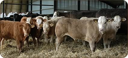 crossbred Blonde calves