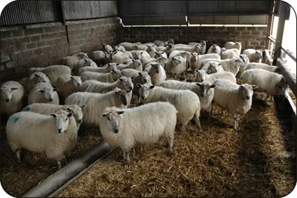 Bleu du Maine cross mule ewes in lamb to the Texel earlier this year.