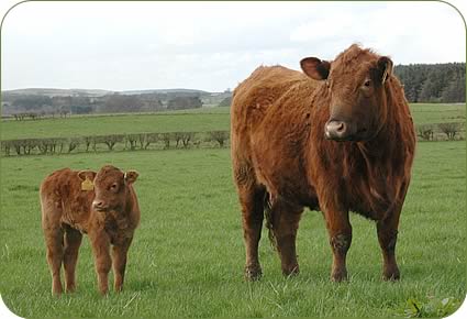 A pure-bred Stabiliser heifer and calf.