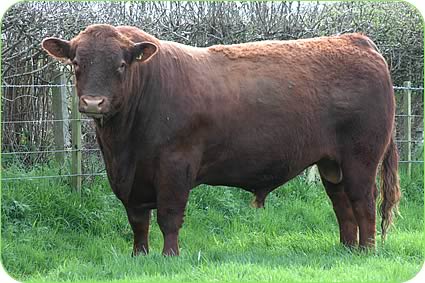 One of the Lilburn Estate's Stabiliser stock bulls aged three and a half and
bred by Richard Fuller, at Givendale.
