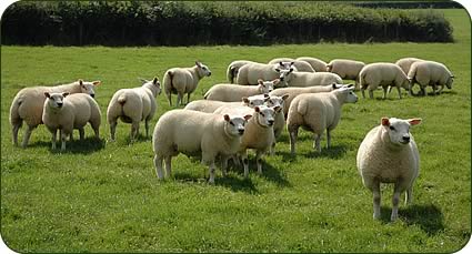 Beltex cross commercial lambs at Gwenfrwydd.