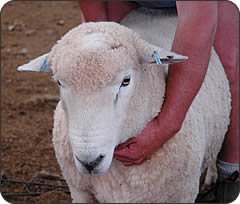 A New Zealand Romney ram with two ear tags.