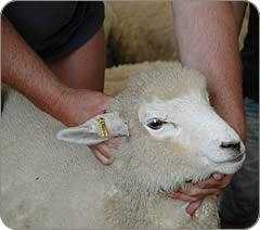 Romney lamb with ear tag.