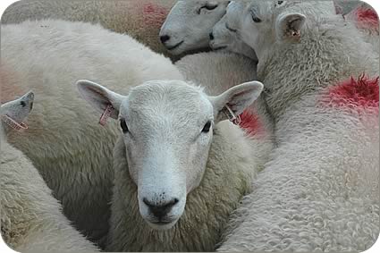 Sheep with double tags