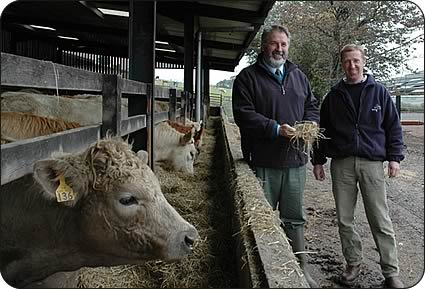 Housing For Cattle