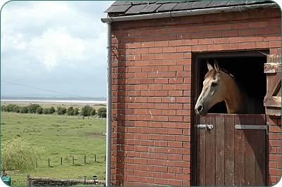 One of the horses at livery with the Solway just a stone's throw away.