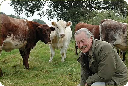 Gerald Turton with Shorthorn heifers