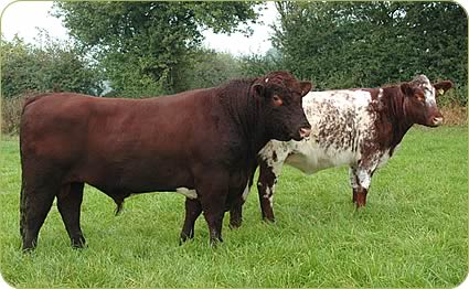 The stock bull Watchman of Upsall, at 27 months, which had been running with 25 cows during the summer, wiht an -in-calf heifer.