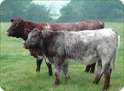 A December-2004 born embryo heifer by WHR Sonny, one of the most popular bulls in America, with her surrogate mother.