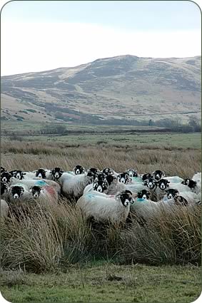 Swaledale ewes on Low Moor