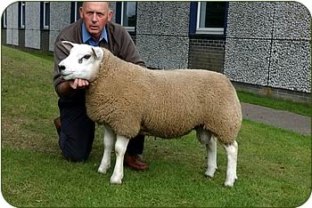 110,000gns Texel Ram 