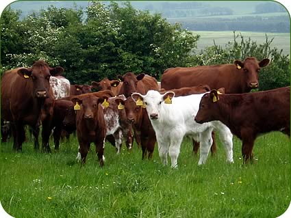 Dunsyre cows and calves