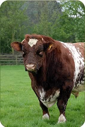 Newfield stock bull Cairnsmore Thrasher