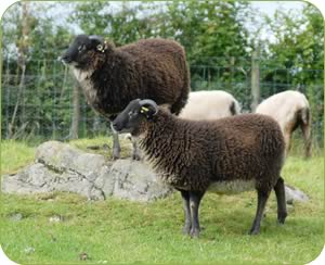 Shetland ram lambs in one of the colour markings Jo favours
