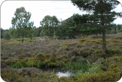 The 60 acres of wetland, a typical lowland heath which lies at 750ft above sea level, on Lazonby fell.