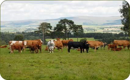 Cows with their Stabiliser calves