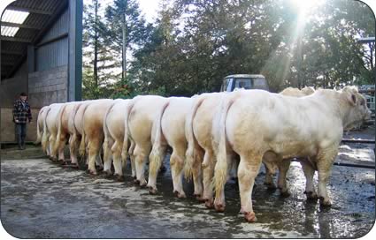 Line-up of young Charolais bulls