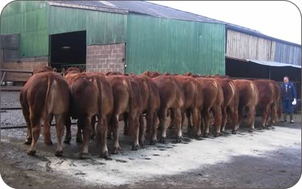 Line-up of young Limousin bulls