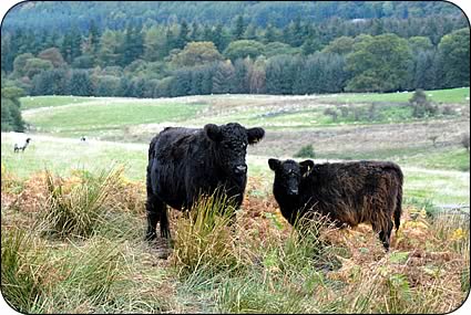 Galloway cow and calf