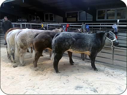 Line-up at the two-day Carlisle sale in March