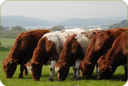 Pure bred steers finishing on grass deer parks on the Holker Estate.