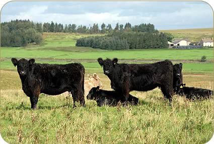 Galloway cows and calves at Ottercops.