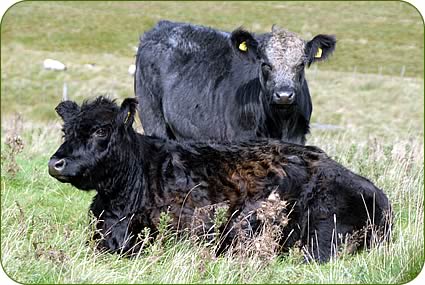 A Galloway with her five month old calf at Ottercops