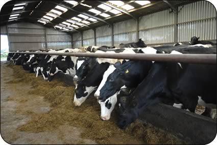 The Heathersgill herd milkers at Anguswell.