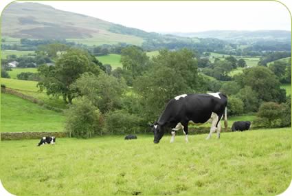 Cows grazing