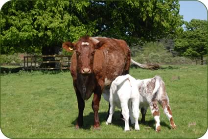 A Beef Shorthorn cow suckling her own calf and allowing another cow's calf to drink.