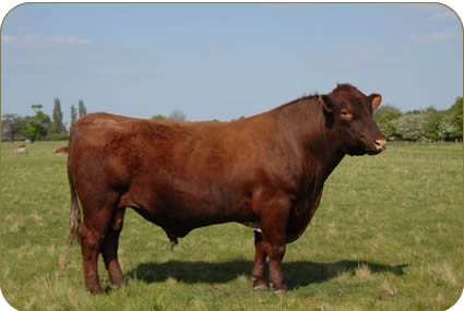 Glenariff Yashin - one of three stock bulls.