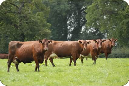 Kenny MacGregor with stock bull Overthwaite Chartered.