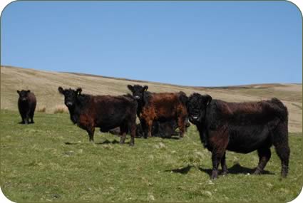 Galloway cows and calves on the hill above Rowhope