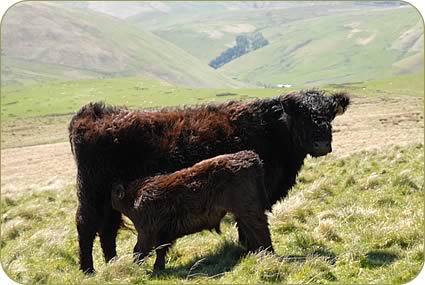 Galloway cows and calves on the hill with Rowhope seen in the background