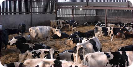 Currently 80 per cent of the cows are loose housed at Wormanby - an experiment tried 12 years ago which has continued with success.