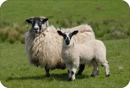 Blackface ewe with her Mule lamb