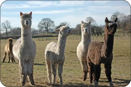 Alpacas