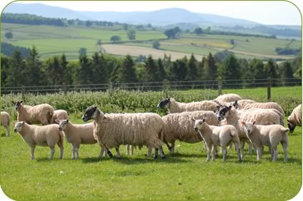 Mule ewes and lambs