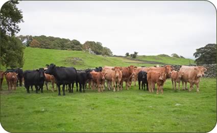 imousin cross cows and calves