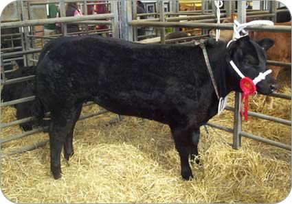 The heifer when it was shown by the Lees at Beef Expo in Hexham