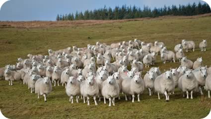 Cheviot ewes on the hill
