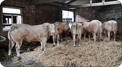 bulls going to the Carlisle May sale