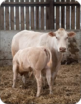 Cow with Autumn born calf