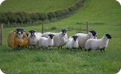 Blackface ram, ewes and lambs 