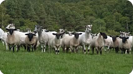 Mule ewes with Suffolk cross lambs