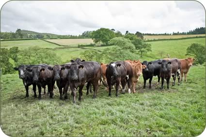 Limousin cross heifers and cows and calves